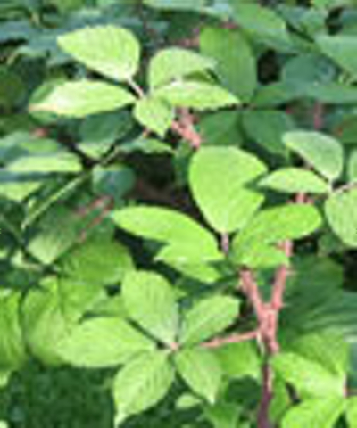 Das Bild Brombeerblatt wird geladen ...