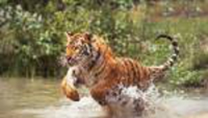 Das Bild Tiger 1 wird geladen...